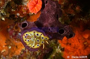 Chromodoris kunei-Tomia Hondue Beach-16m-20180525-Denis-ADER-DSC_0352_tn